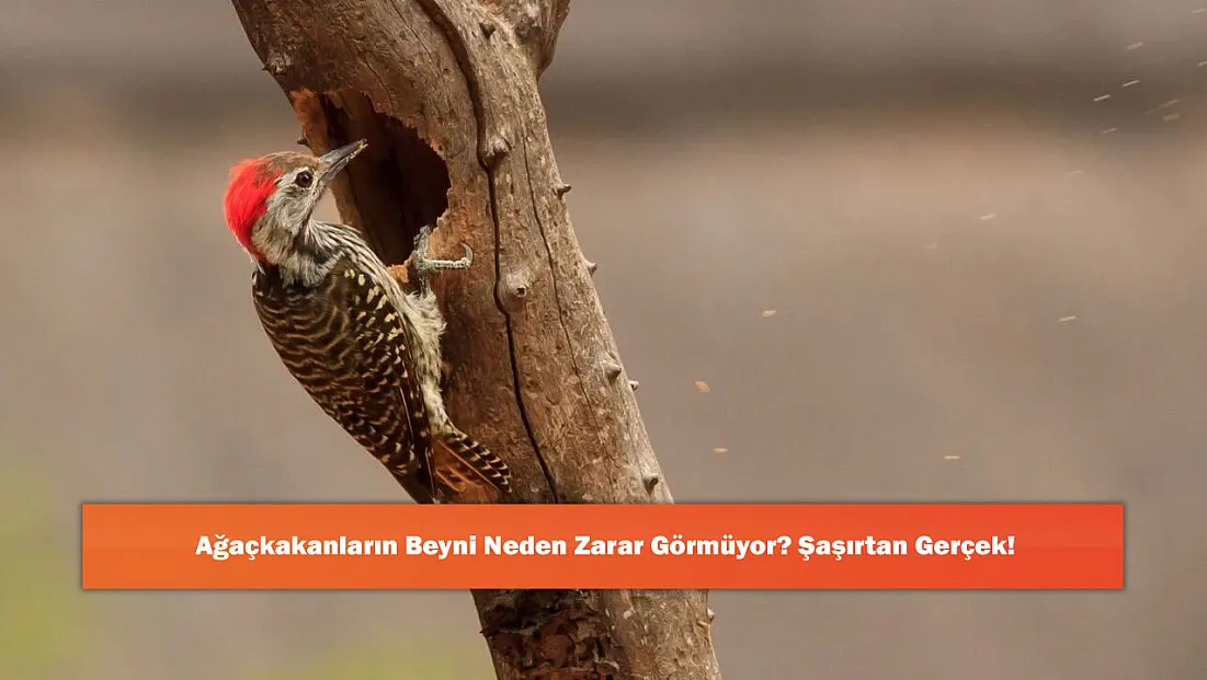 Ağaçkakanların Beyni Neden Zarar Görmüyor? Şaşırtan Gerçek!