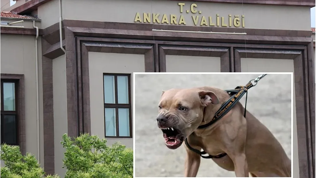 Ankara’da İki Kardeşe Saldıran Pitbullun Sahibi Tutuklandı!