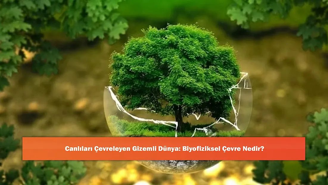 Canlıları Çevreleyen Gizemli Dünya: Biyofiziksel Çevre Nedir?