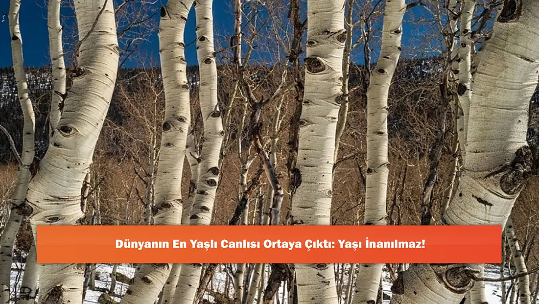 Dünyanın En Yaşlı Canlısı Ortaya Çıktı: Yaşı İnanılmaz!