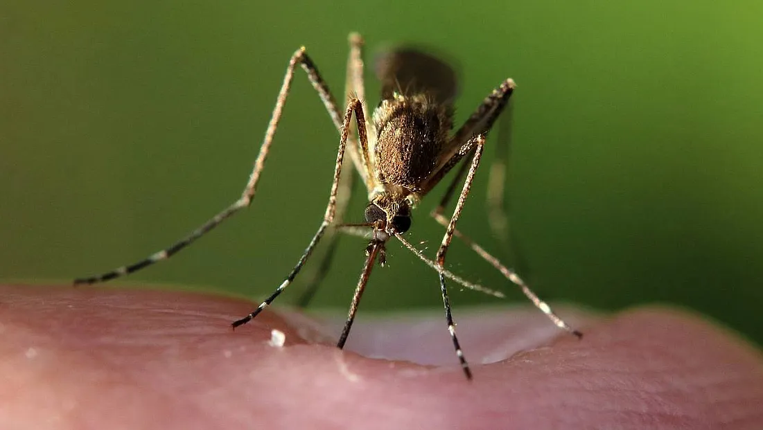 İklim Değişikliği Hayvanlardan İnsanlara Bulaşan Hastalıkların Yayılımını Yeniden Şekillendirebilir