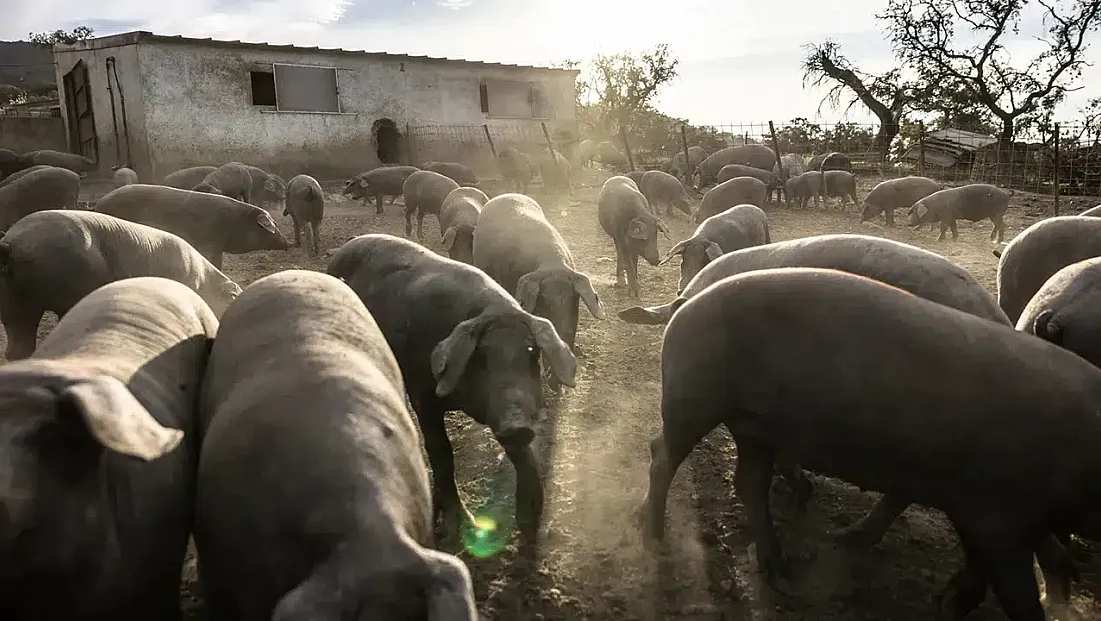 İspanya’da Afrika Domuz Vebası Alarmı: Salgına Askeri Müdahale Başladı!