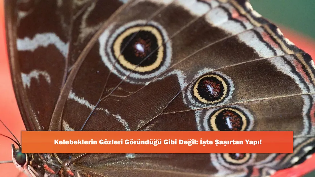 Kelebeklerin Gözleri Göründüğü Gibi Değil: İşte Şaşırtan Yapı!
