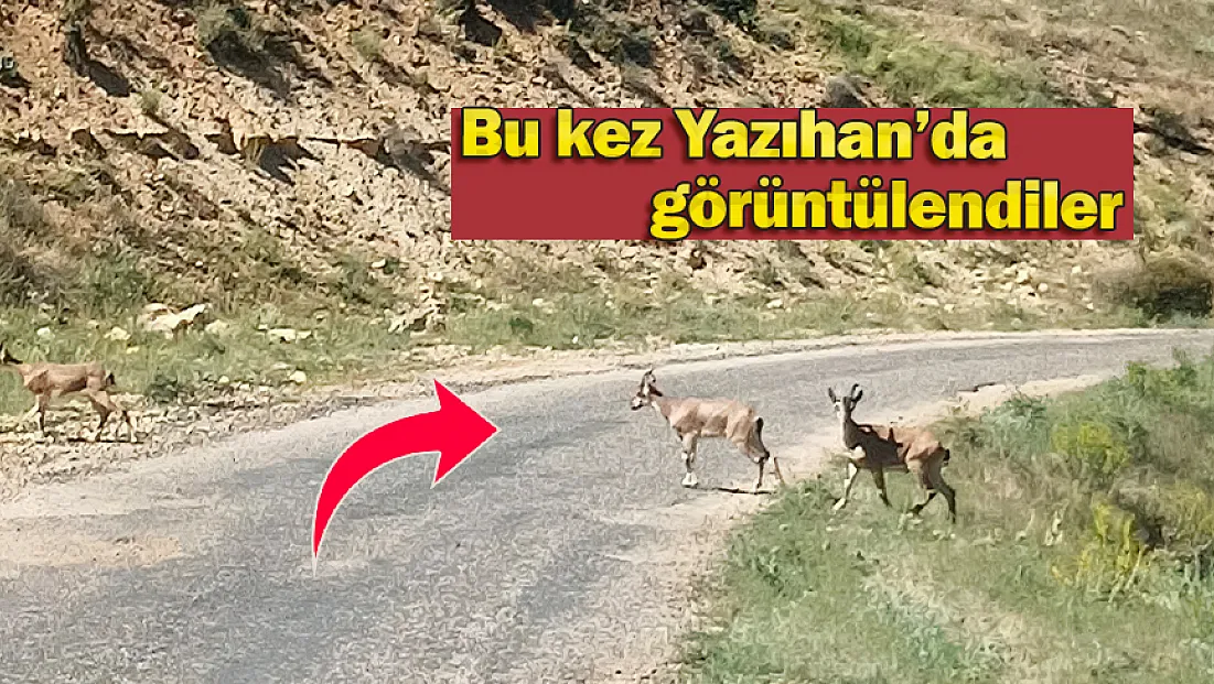 Dağ keçileri Yazıhan ilçesinde görüntülendi