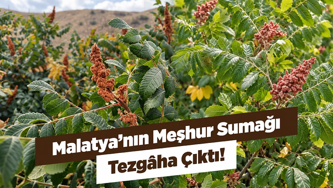 Malatya’da Doğadan Sofralara! Sumağın Fiyatı Şaşırttı