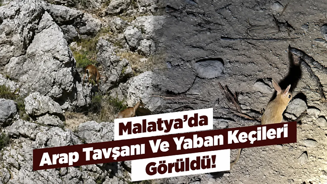 Malatya Darende’nin Dağlarında Ve Ovasında Yaban Hayatı Hareketliliği