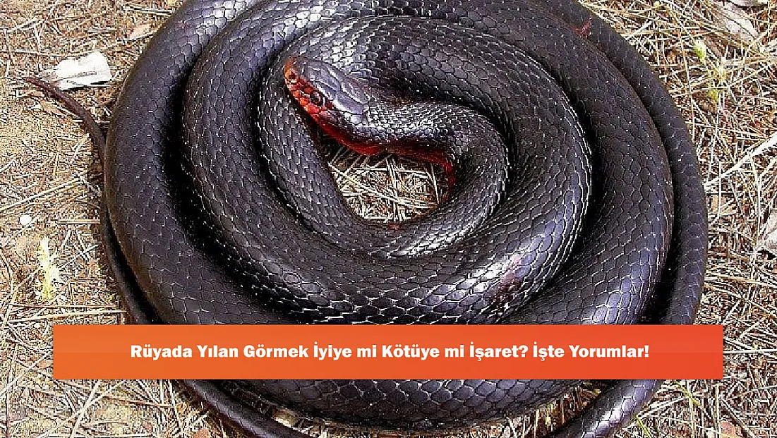 Rüyada Yılan Görmek İyiye mi Kötüye mi İşaret? İşte Yorumlar!