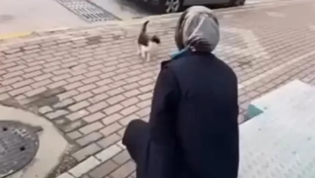 Sokak Kedisine Yaptığı Pes Dedirtti! Vicdanları Sızlattı