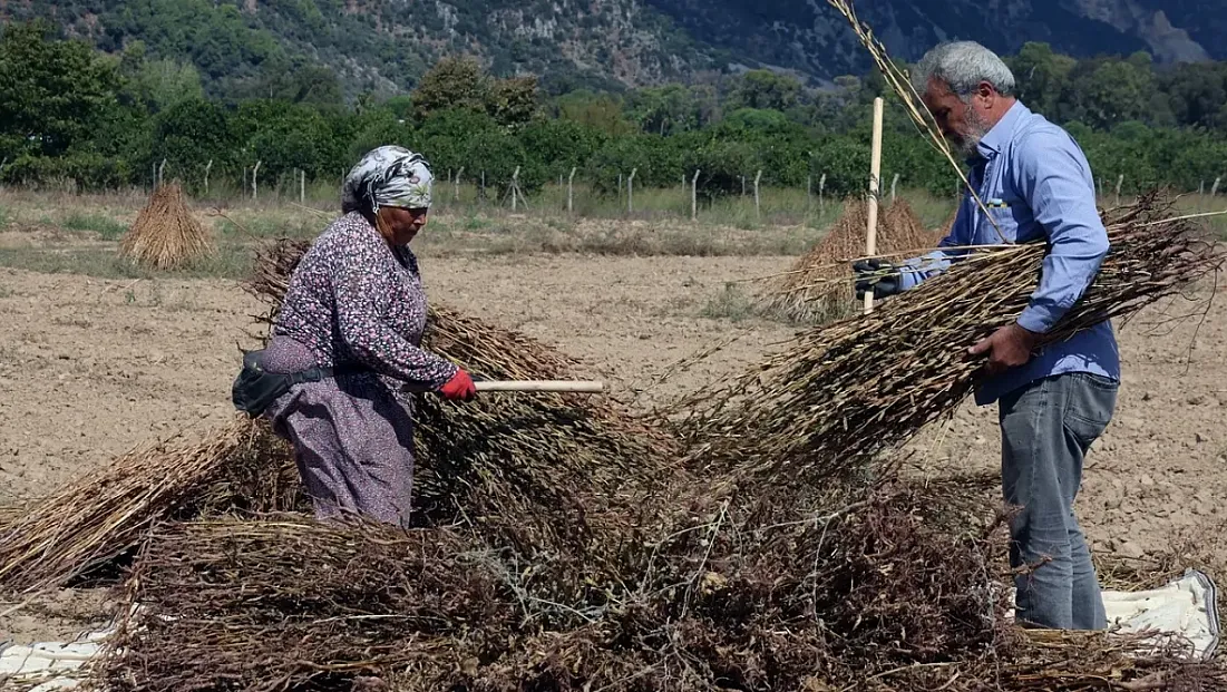 Tarlada Altın Sarısı Mesaiden Japonya’ya Uzanan Yolculuk! Kilosunu Kapış Kapış Alıyorlar
