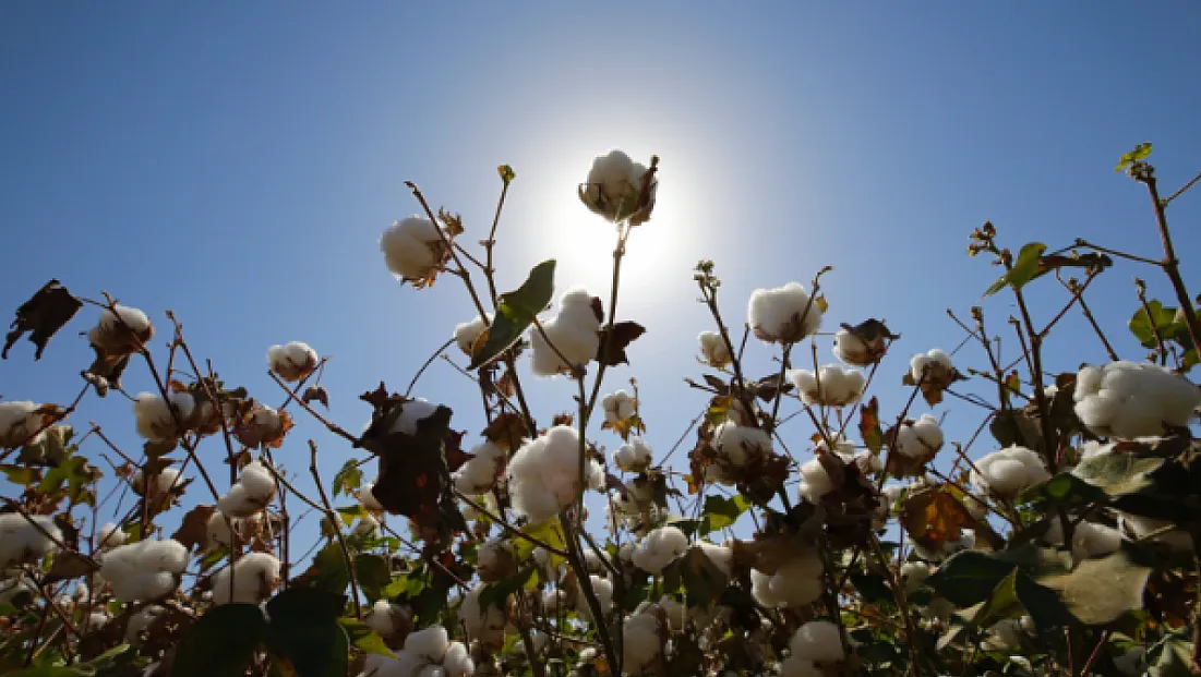 Türk Bilim İnsanlarından Pamukta Genetik Devrim!