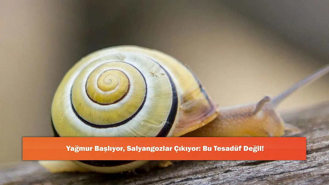 Yağmur Başlıyor, Salyangozlar Çıkıyor: Bu Tesadüf Değil!