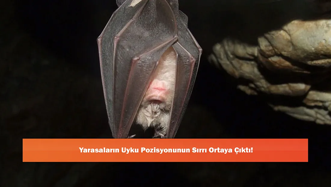 Yarasaların Uyku Pozisyonunun Sırrı Ortaya Çıktı!