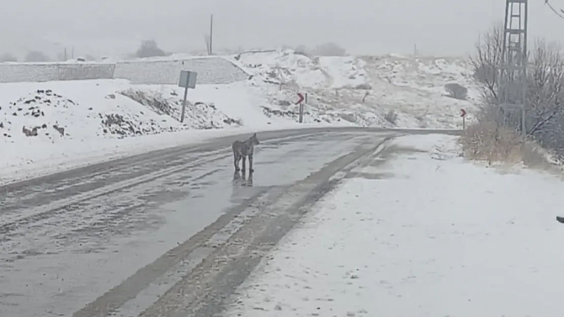 Malatya'da nesli tükenmekte olan vaşak görüldü