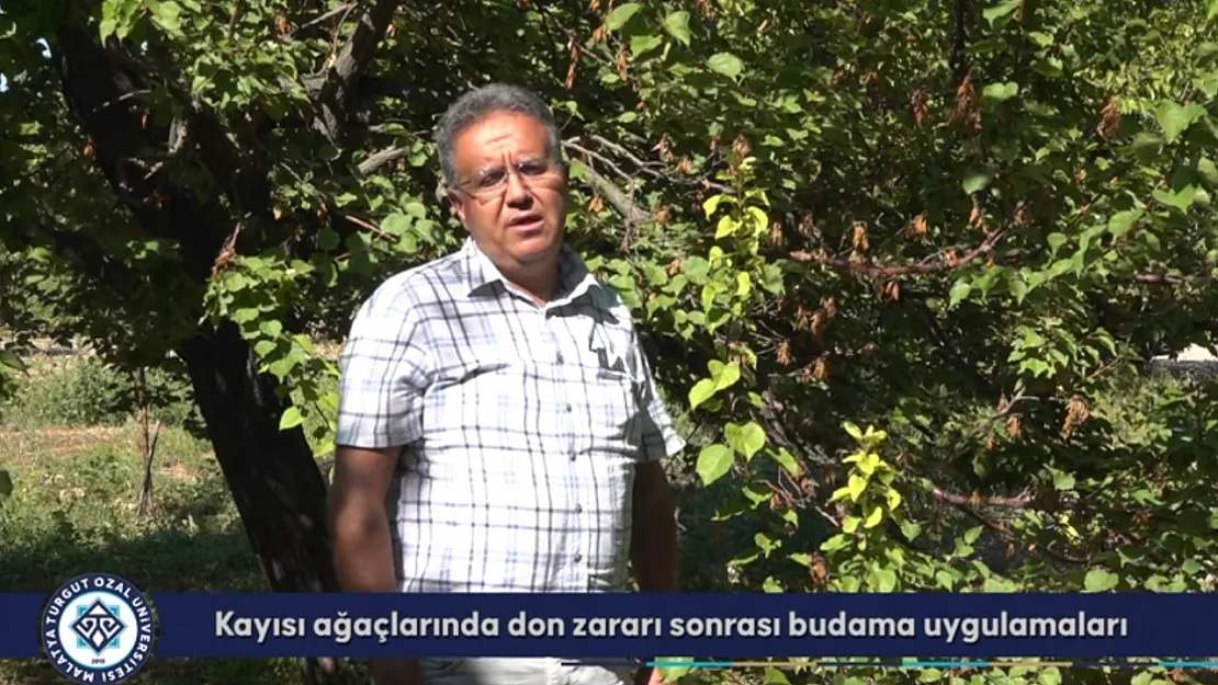 Don Zararına Uğrayan Kayısı Ağaçlarında Budama Nasıl Yapılmalı?