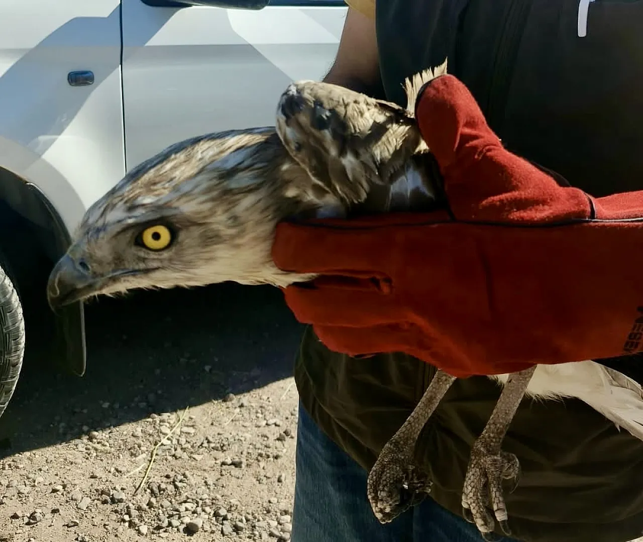 Malatya'da Doğa Alarmı! Yaralı Kartal Koruma Altına Alındı