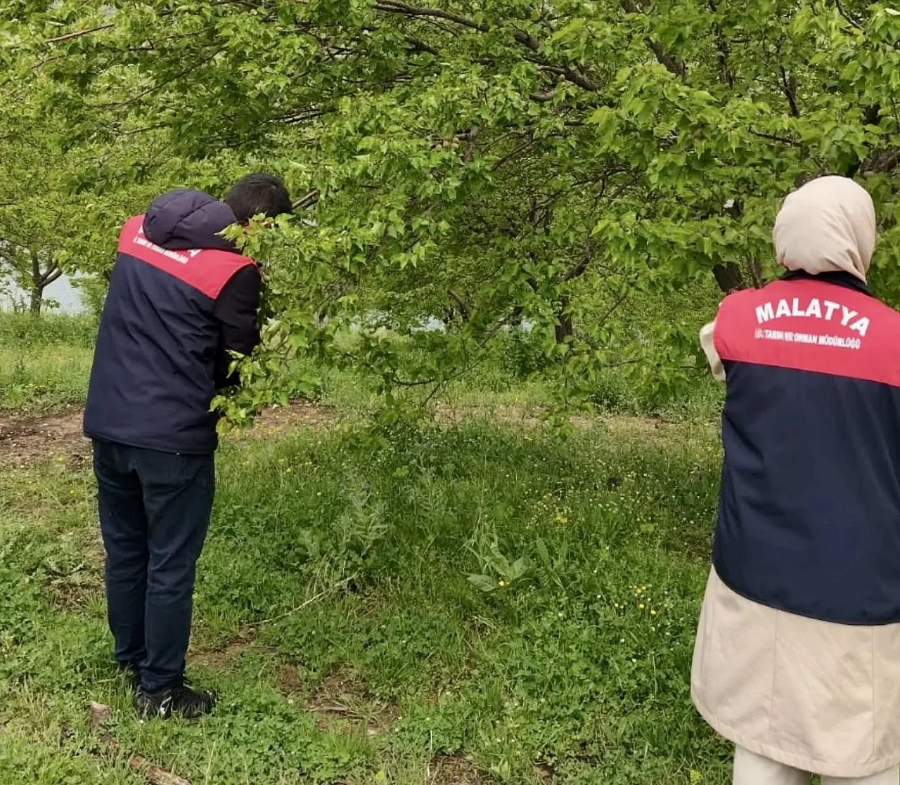 Malatya!da Tarım Alanlarında Hasar Tespit Alarmı! Üreticinin Kaybı Yerinde İnceleniyor