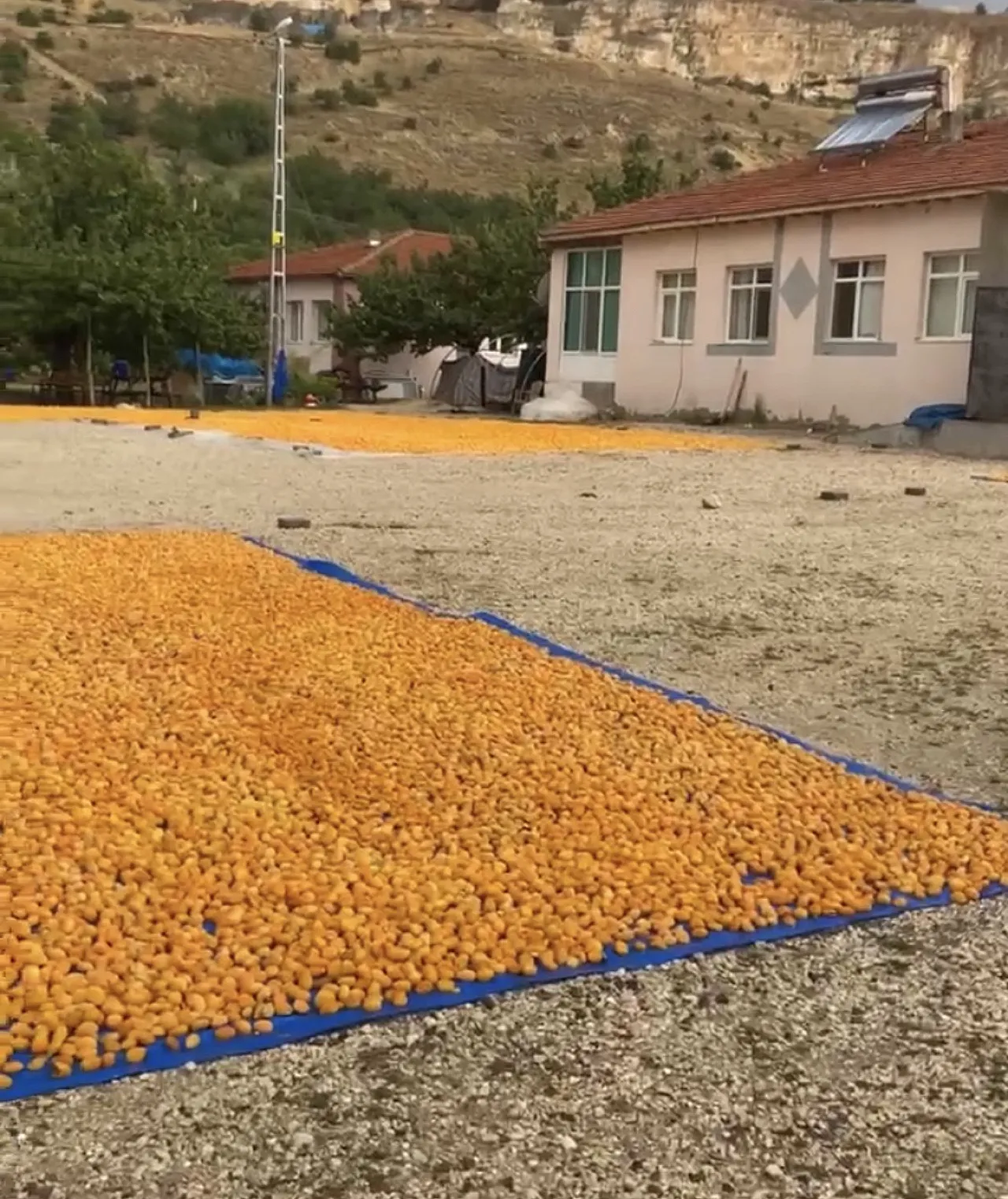 Malatya'da Sağanak Kayısı Üreticisini Vurdu! Hekimhan'da Sergenlerdeki Ürünler Zarar Gördü