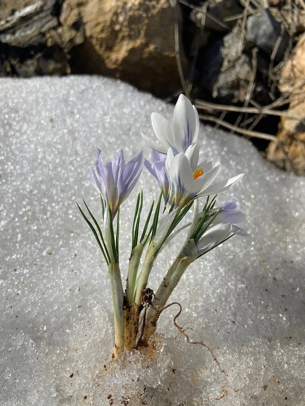 Doğanşehir'de Bahar Mesaisi Başladı: Dağlar Sarı Beyaza Büründü!
