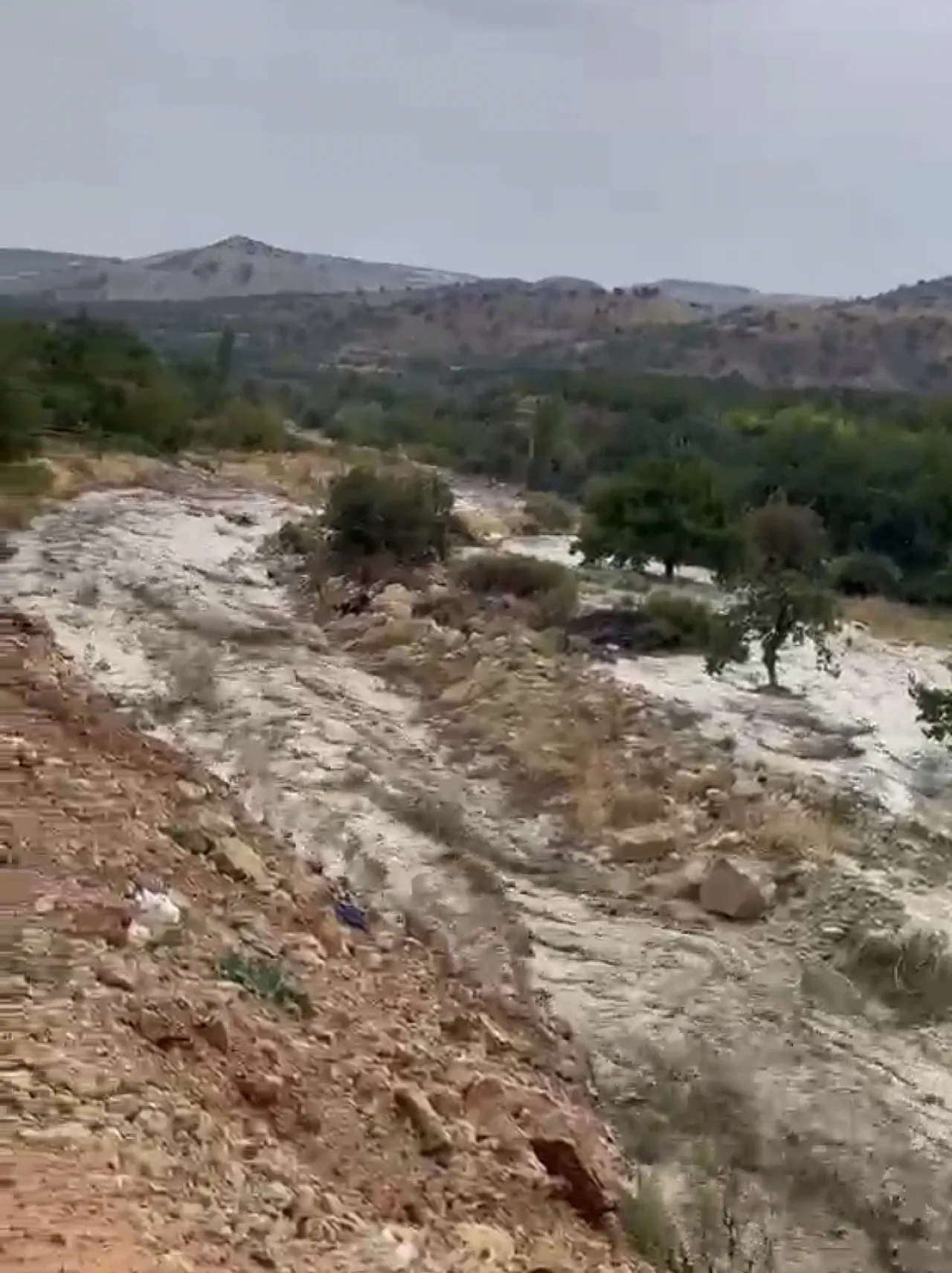 Malatya'da Sağanak Kayısı Üreticisini Vurdu! Hekimhan'da Sergenlerdeki Ürünler Zarar Gördü