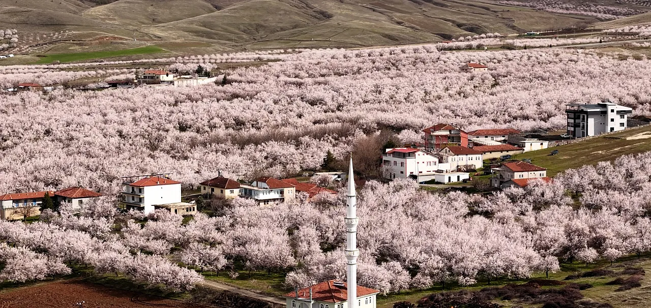 Malatya Kayısısında Kritik Süreç: Asıl Risk Yağışlar!
