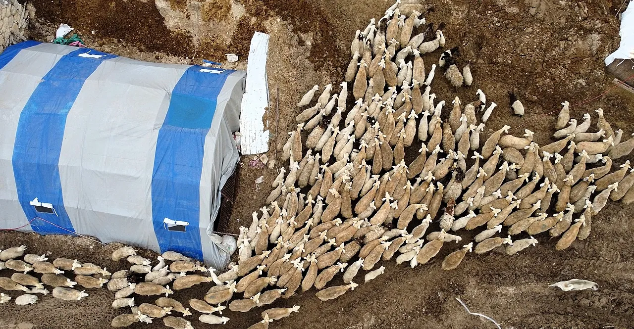 Malatya'da Ağıllar Kuzuyla Doldu Taştı: İşte O Renkli Görüntüler!