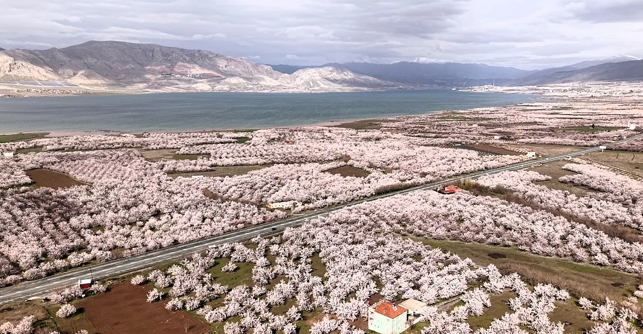 Malatya Kayısısında Kritik Süreç: Asıl Risk Yağışlar!