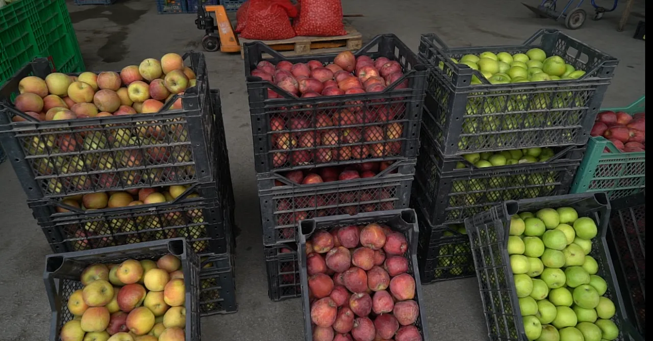 Savaş Ve Hava Koşulları Fiyatları Vurdu: İşte Malatya Sebze ve Meyve Hali'nde Yeni Etiketler