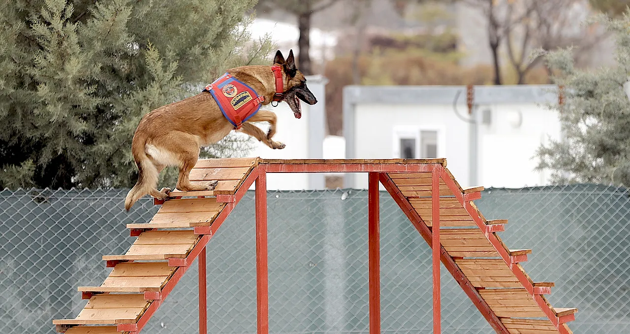 Malatya'nın Kahraman Köpeği Sima Sınır Tanımıyor!