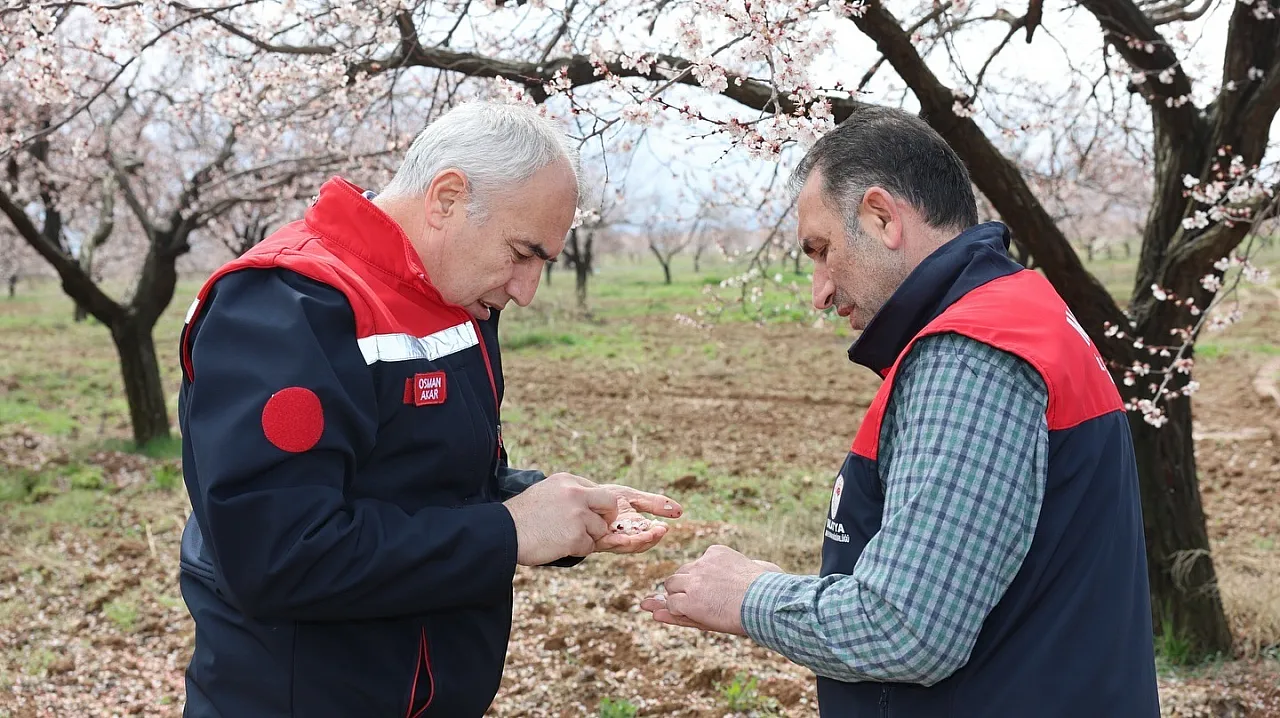 Kayısıyı Dolu Vurdu mu? Malatya'da Kayısı İçin Kritik Açıklama!