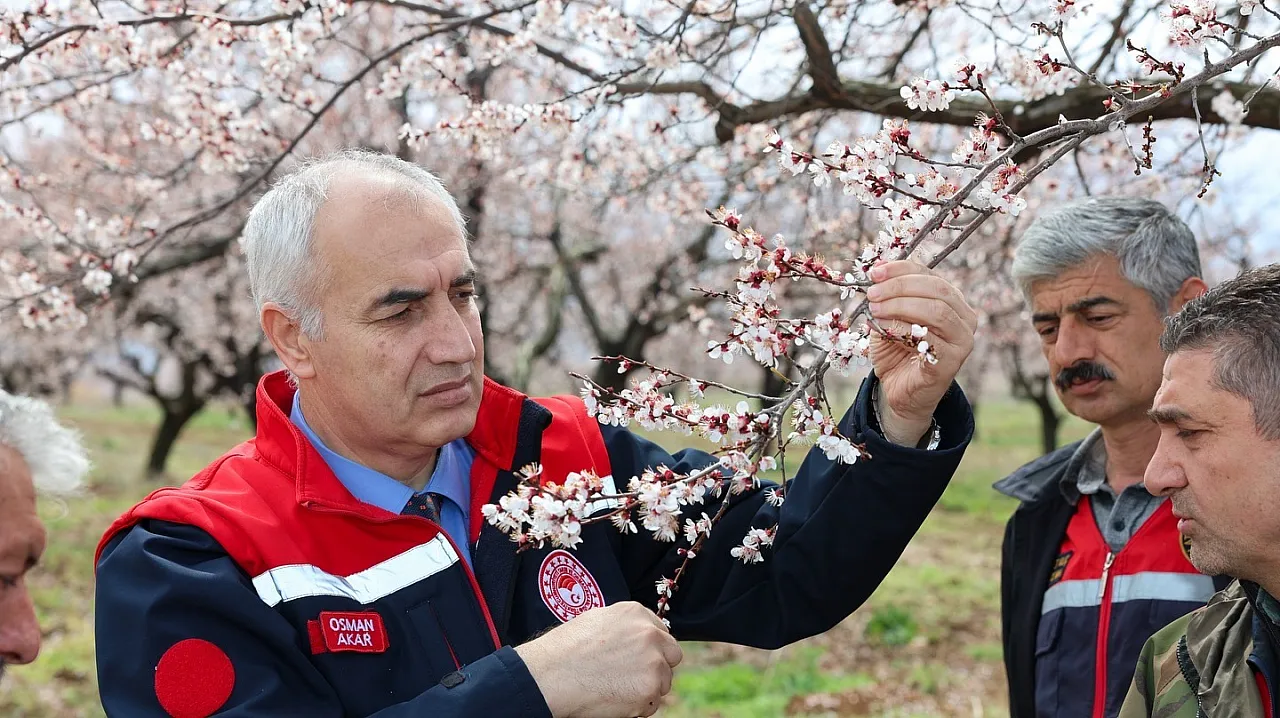 Kayısıyı Dolu Vurdu mu? Malatya'da Kayısı İçin Kritik Açıklama!