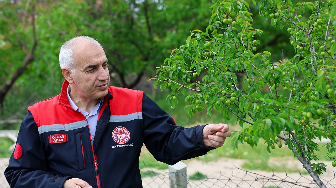 Malatya Kayısısında Dolu Endişesi! Ekipler Sahaya İndi