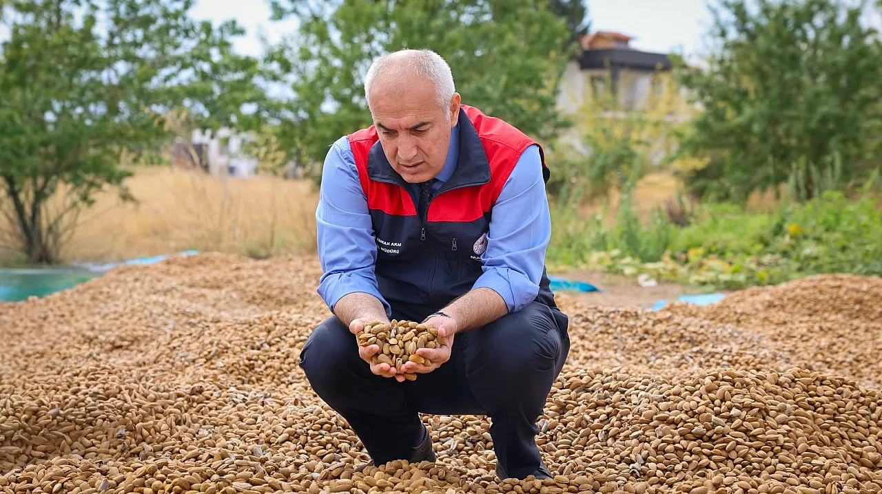Malatya'da Kayısıya Alternatif Ürün! 45 Dönümde Badem Hasadı