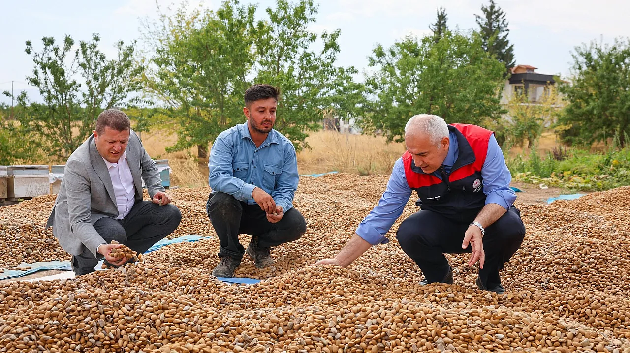 Malatya'da Kayısıya Alternatif Ürün! 45 Dönümde Badem Hasadı