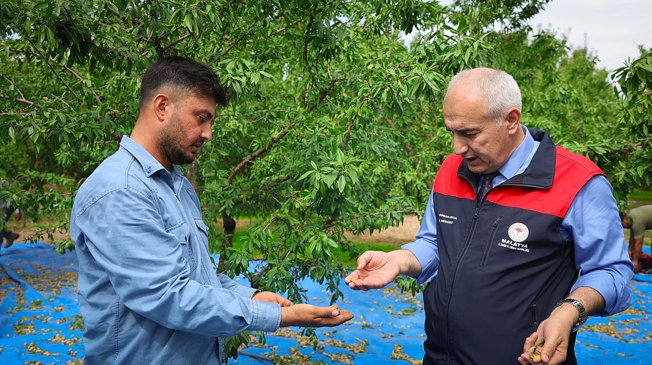Malatya'da Kayısıya Alternatif Ürün! 45 Dönümde Badem Hasadı