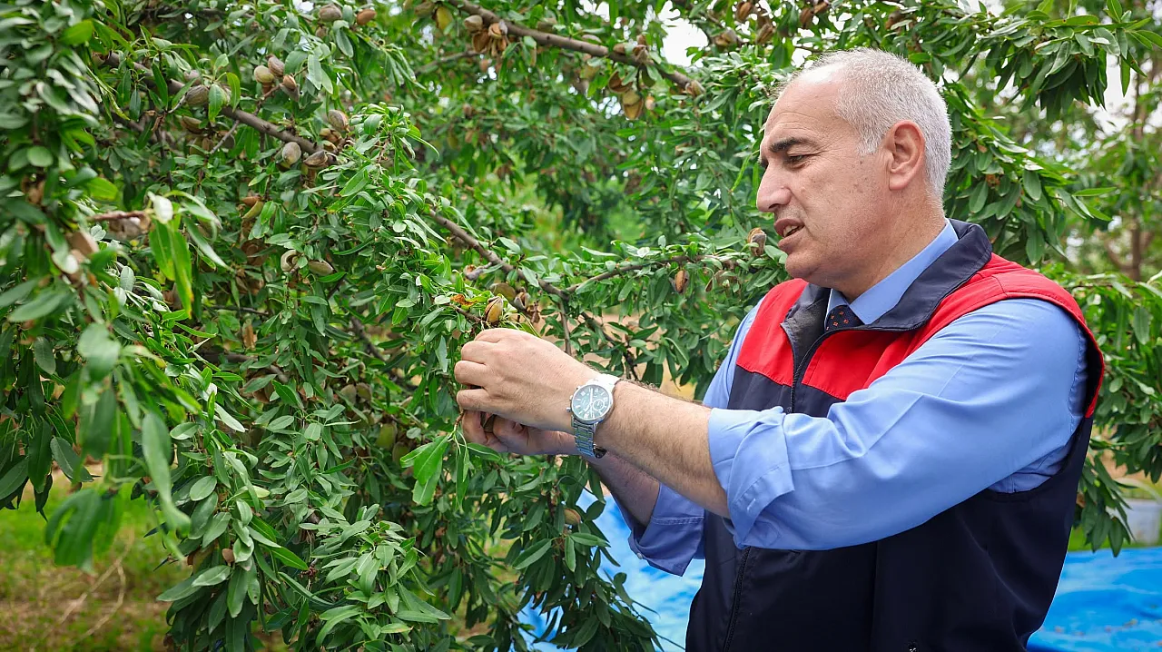 Malatya'da Kayısıya Alternatif Ürün! 45 Dönümde Badem Hasadı