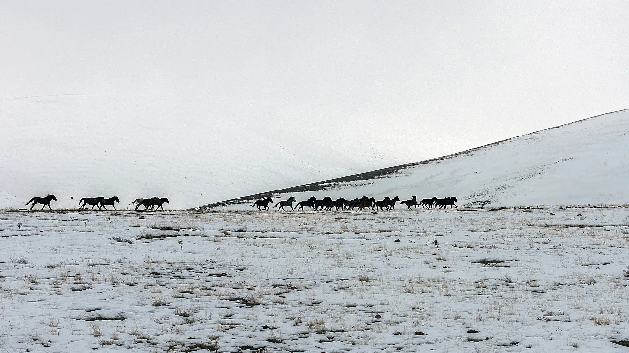 Yama Dağı'nda Zorlu Kış: Yılkı Atları Karla Mücadele Ediyor