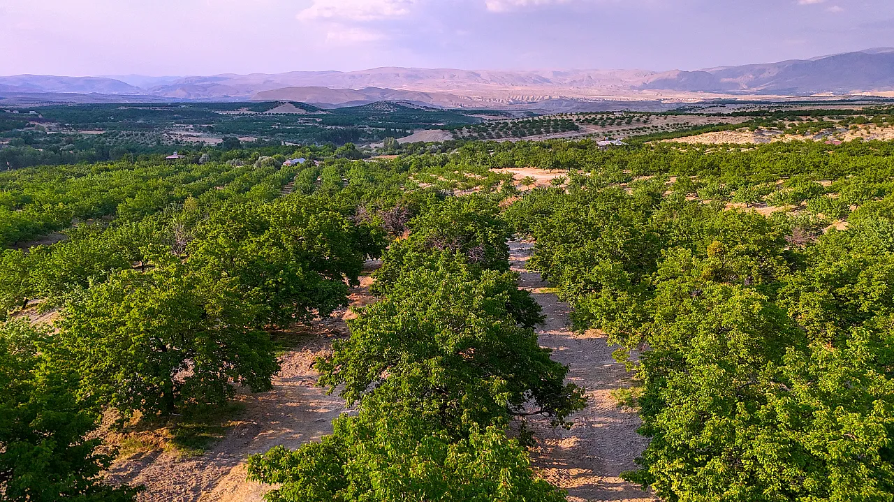 Malatya'da Kayısı Sadece Geçim Kaynağı Değil! Milyonlarca Ağaç Ekolojik Dengeyi Destekliyor