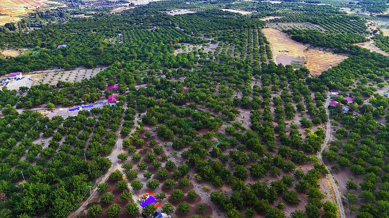 Malatya'da Kayısı Sadece Geçim Kaynağı Değil! Milyonlarca Ağaç Ekolojik Dengeyi Destekliyor