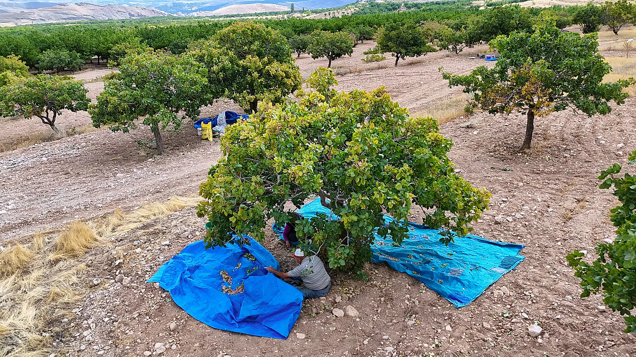 Malatya'da Kayısıya Alternatif Olarak Ekildi, Yıllar Sonra Gelir Kapısı Oldu!