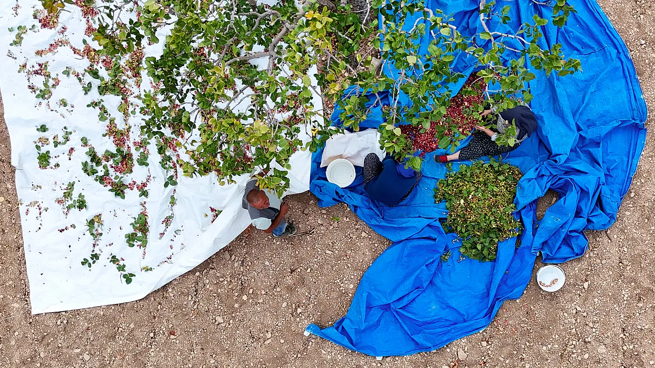 Malatya'da Kayısıya Alternatif Olarak Ekildi, Yıllar Sonra Gelir Kapısı Oldu!