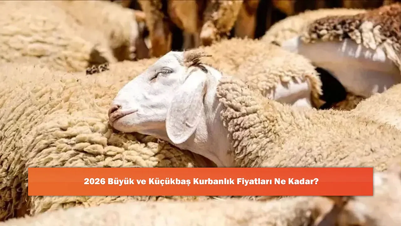 2026 Büyük ve Küçükbaş Kurbanlık Fiyatları Ne Kadar?