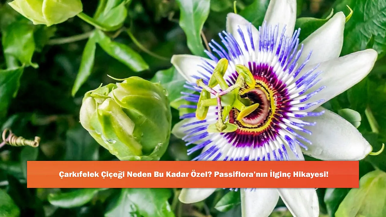 Çarkıfelek Çiçeği Neden Bu Kadar Özel? Passiflora’nın İlginç