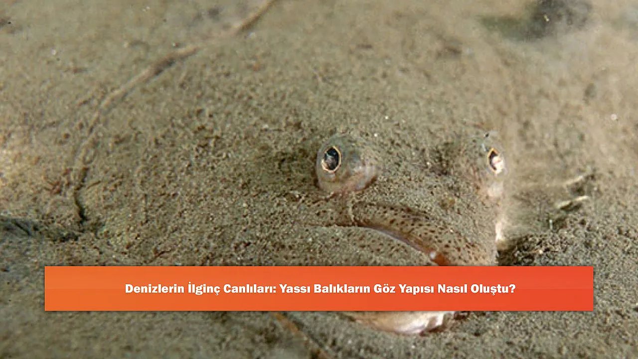 Denizlerin İlginç Canlıları: Yassı Balıkların Göz 