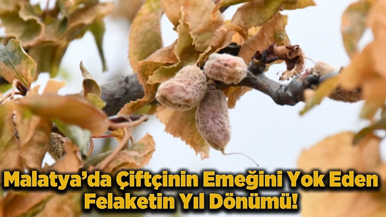 Malatya’nın 2025 Don Travması! Tam 1 Yıl Oldu