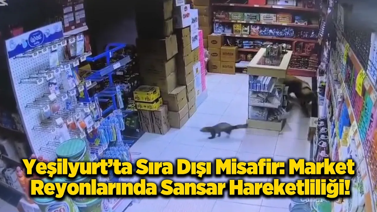 Yeşilyurt'ta Gülümseten Kovalamaca: Davetsiz Misafir Sansar Marketi Birbirine Kattı!