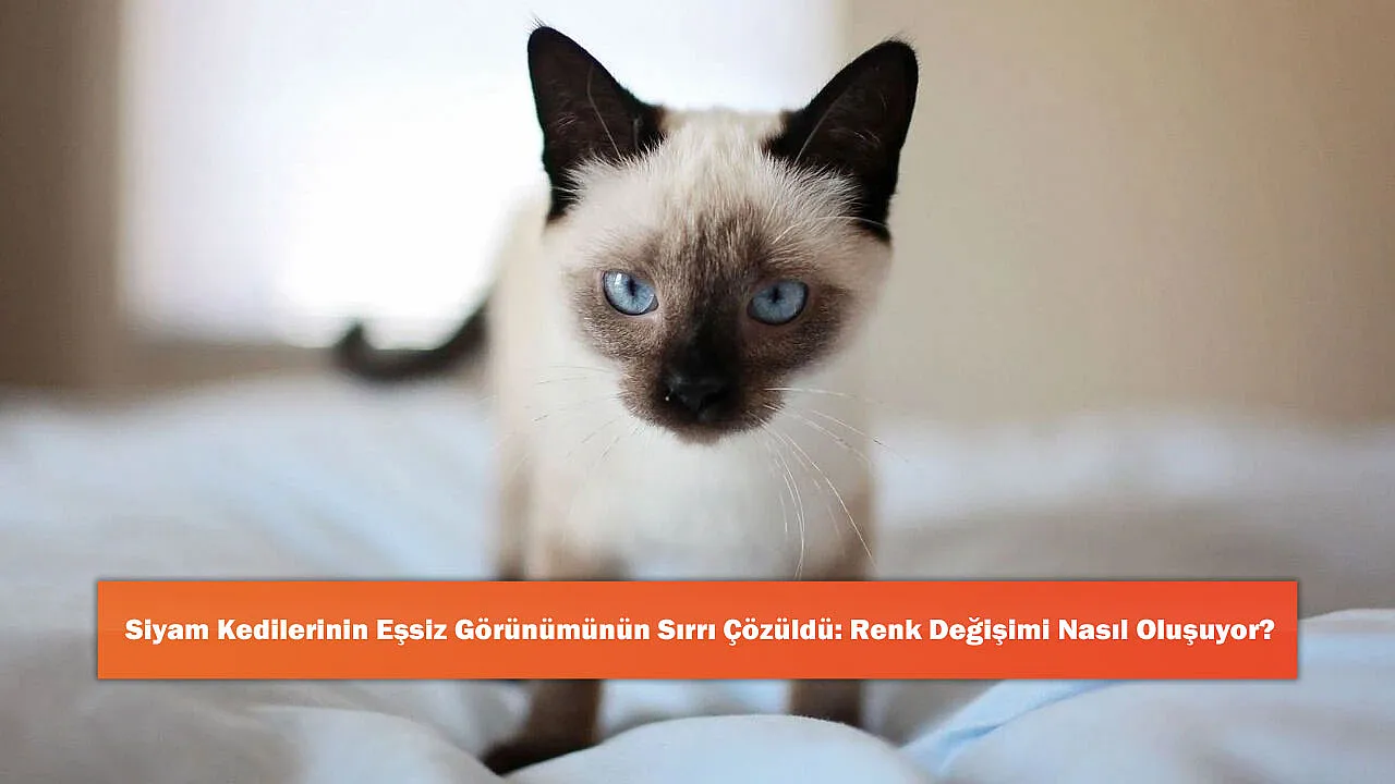 Siyam Kedilerinin Eşsiz Görünümünün Sırrı Çözüldü: Renk Deği