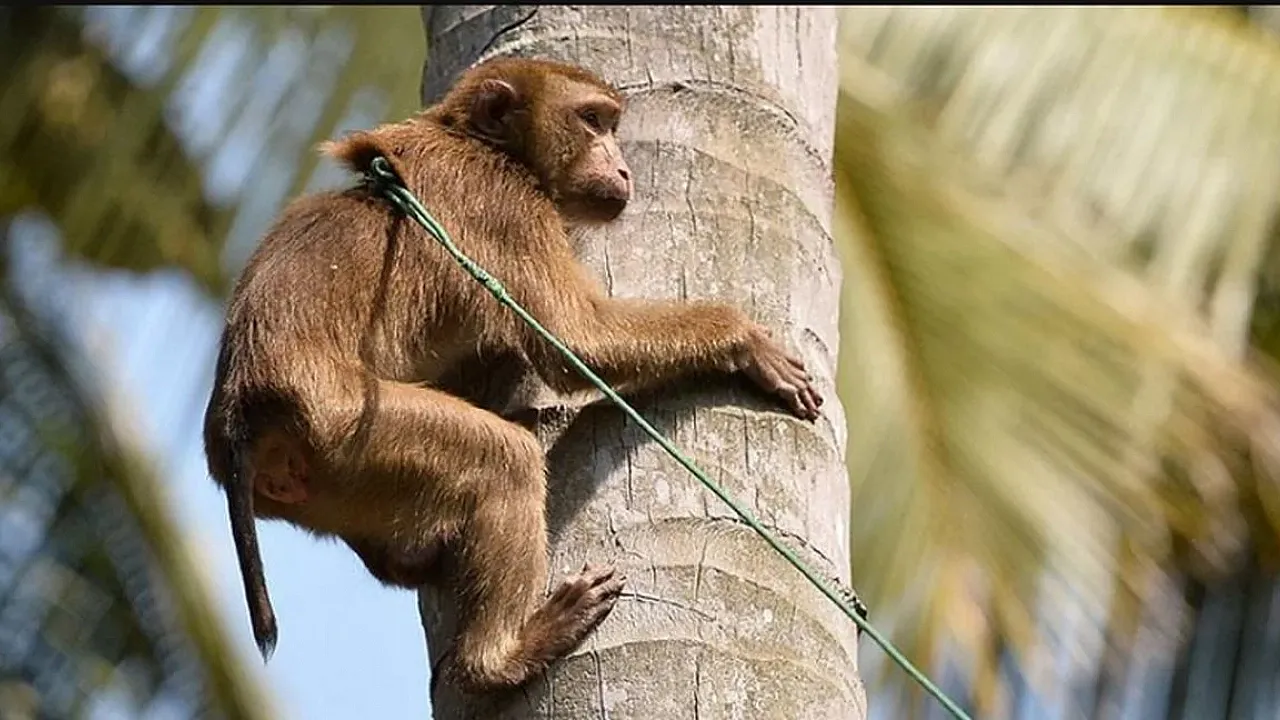 Uganda Ormanlarında Şempanze Grupları Arasında Yaşanan Kanlı Bölünmenin Detayları