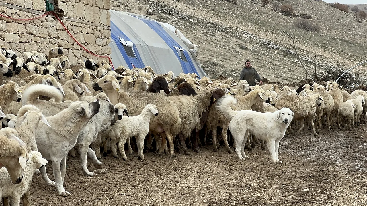 Malatya'da Ağıllar Kuzuyla Doldu Taştı: İşte O Renkli Görüntüler!