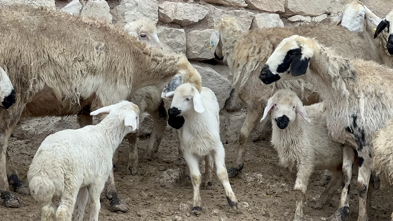 Malatya'da Ağıllar Kuzuyla Doldu Taştı: İşte O Renkli Görüntüler!