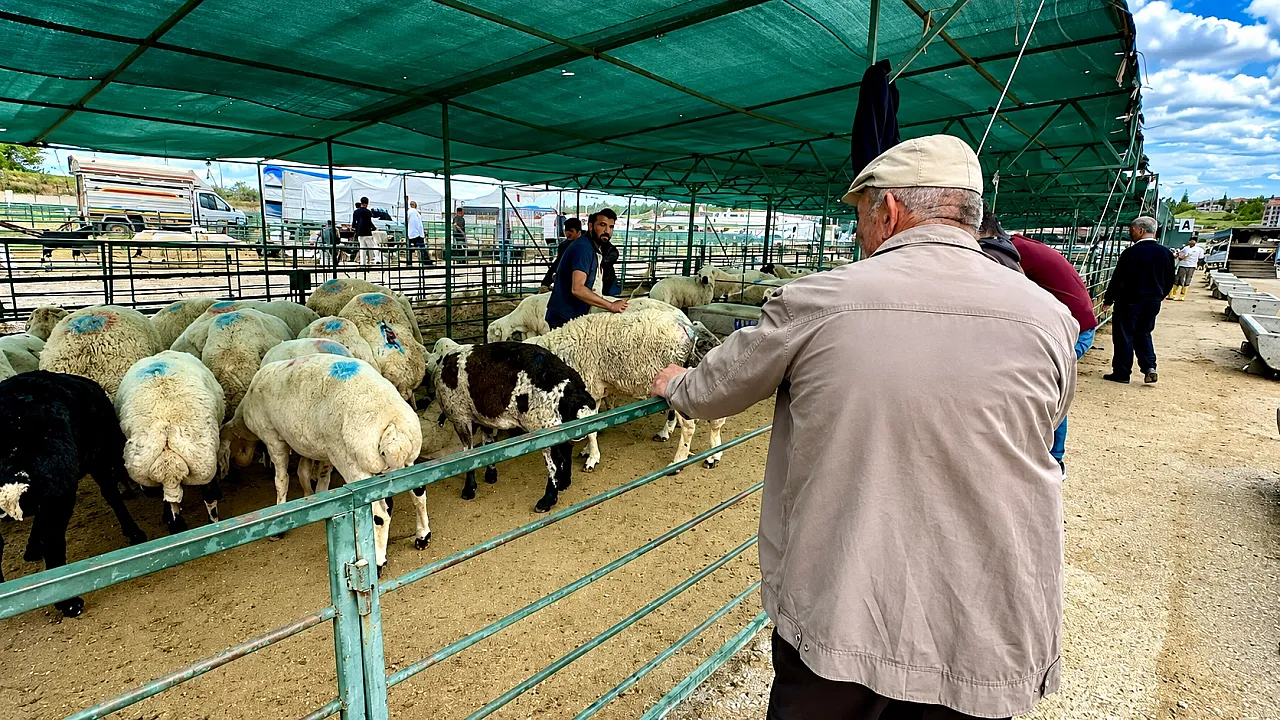 Malatya Canlı Hayvan Pazarı'nda Bayram Dengesi!